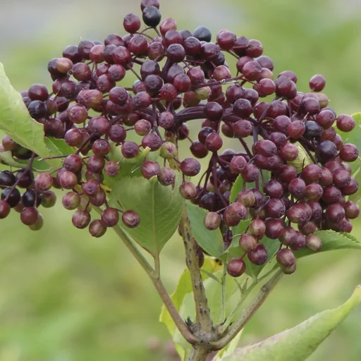 "Schwarzer Holunder Sambucus nigra - 7.5 L Topf 80-100 cm image"
