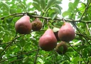 Birne "Rote Williams" Busch, im 10L-Container, vollsaftig, schmelzend, süß-säuerlich, aromatisch