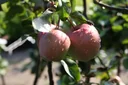 Apfel "Gloster" Busch, im 10L-Container