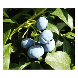 Garten-Heidelbeere 