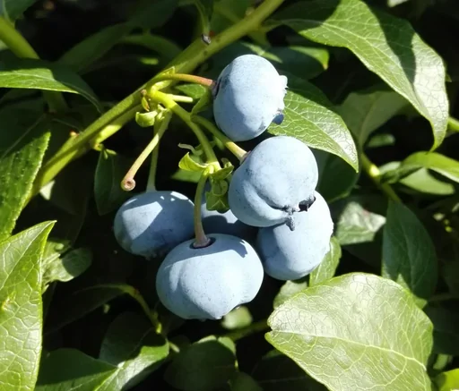 "Garten-Heidelbeere "Bluecrop", im 3,5L-Container image"