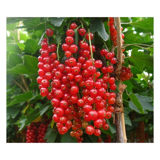 "Johannisbeere rot "Rovada" Hochstamm, im 4L-Container image"