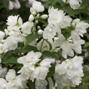 Gartenjasmin Snowbelle - Philadelphus - 7.5 L Topf 80-100 cm