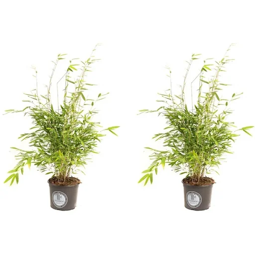 "Flower-up Bamboo "Nicht verrottend" Medium - Fargesia - 40-60Cm - 2 Stück image"
