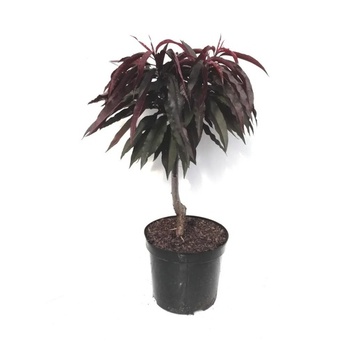 Zwergpfirsich „Crimson´Rotlaub“, 7,5L-Container, dunkelrote Früchte