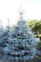 Ediths Blaufichte Picea pungens Edith - Solitär mit Ballen 125-150 cm
