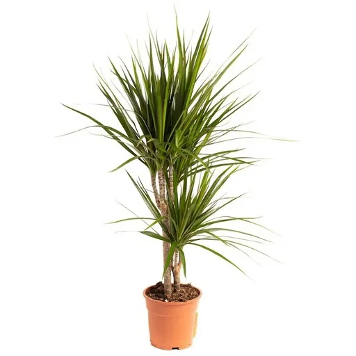 "Aufblühender Drachenbaum - Dracaena Marginata - Groß - 75-80Cm - 1 Stück image"