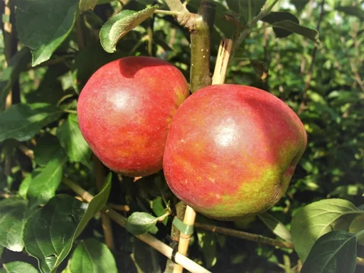 "Apfel "Roter Boskoop" Halbstamm, im 10L-Container image"