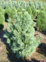 Zapfenkiefer Wiethorst - Pinus schwerinii - 7.5 L Topf 40-50 cm