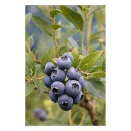 Garten-Heidelbeere 