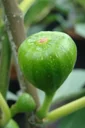 Feige Brown Turkey - Ficus carica - 7 L Topf
