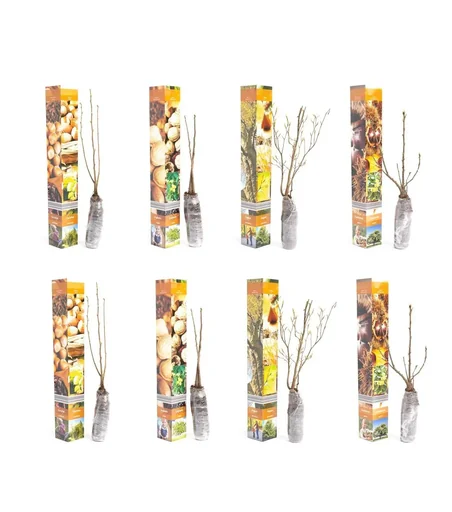 "Aufblühendes Set aus 8 Nusspflanzen 50-60 cm image"