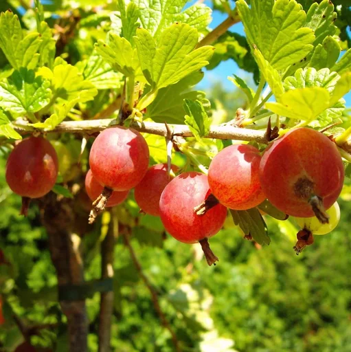 "Säulenstachelbeere rot "Hinnonmäki" Säule, im 3,5L-Container image"