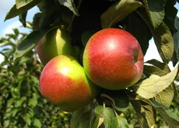 Säulenapfel 