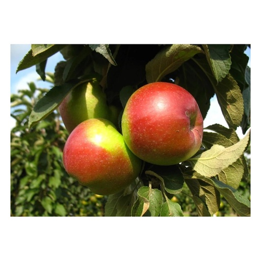 "Säulenapfel "Red River", 7,5L-Container, Frucht groß, saftig, mit feiner Säure und würzigem Aroma image"