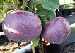 Apfel 
