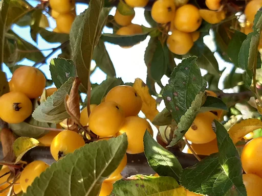 "Zierapfel Golden Hornet Malus - Solitär mit Ballen 150-200 cm image"