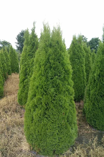 "Lebensbaum Smaragd - Thuja occidentalis - 7.5 L Topf 80-100 cm image"