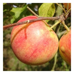 Apfel 'Geheimrat Dr. Oldenburg' (Malus domestica) – winterharter Obstbaum, als B