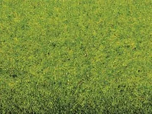 "Grasmatte Frühlingswiese 200 x 100 cm image"