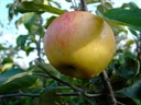Apfel "Dülmener + Ontario" 2 Sorten auf einem Stamm, im 10L-Container