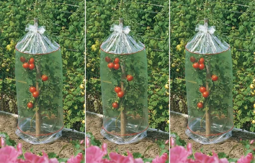 "Tomaten Schutzhauben 3 x 3er Set image"