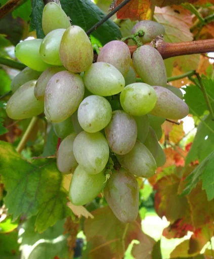 "Weinrebe 'Suffolk Red' (Vitis vinifera) – winterharte Kletterpflanze, im 5-L-Container image"