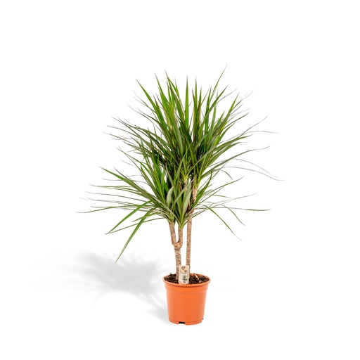 "Dracaena Marginata - Ø17cm - ↕90cm image"