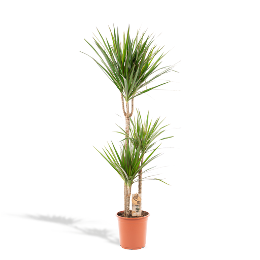 "Schmalblättriger Drachenbaum (Dracaena marginata) – pflegeleichte Zimmerpflanze, Topf-Ø 21 cm, Höhe ca. 21 cm image"