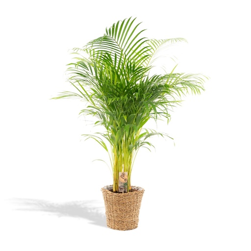 "Areca mit Korb - ↨110cm -Ø21cm image"
