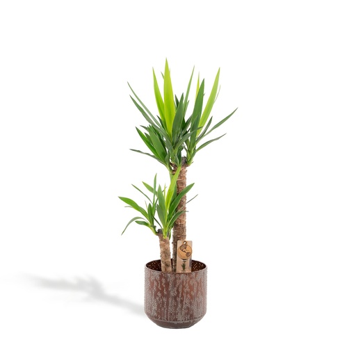 "Yucca mit Topf - ↨100cm - Ø21cm image"
