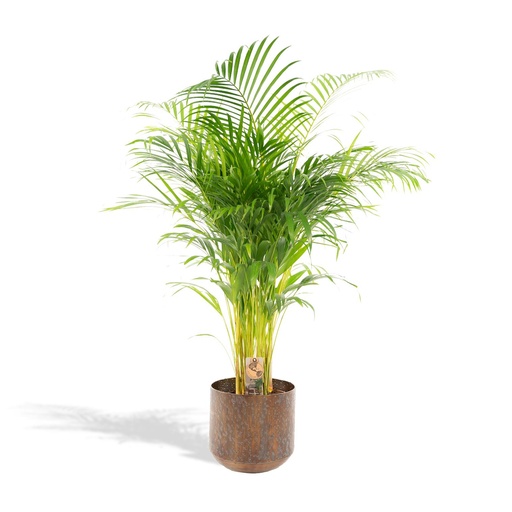 "Areca-Palme mit Topf - ↨110cm - Ø21cm image"