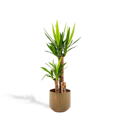 "Yucca mit Topf - ↨100cm - Ø21cm image"