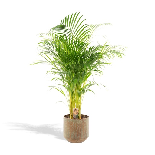 "Areca-Palme mit Topf - ↨130cm - Ø24cm image"