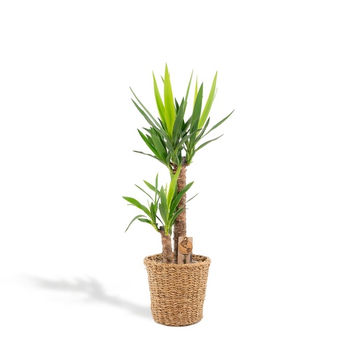 "Yucca mit Korb - ↨100cm - Ø21cm image"