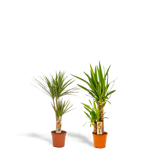 "Dracaena ↨70cm - Ø17cm + Yucca ↨90cm - Ø17cm image"