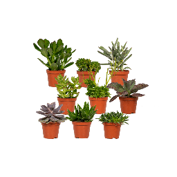 Everspring - Sukkulenten Mix - 18 Stück - 10 cm - Ø8,5 - 9