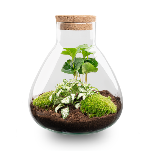 "DIY Terrarium – Sammie – ↕ 27 cm image"