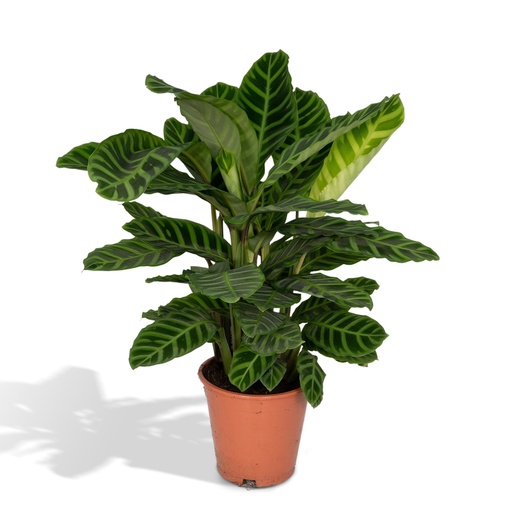 "Calathea Zebrina - Pfauenpflanze - Ø19cm - ↕75cm image"