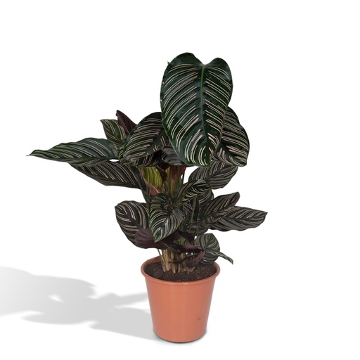 "Korbmarante 'Ornata' (Calathea ornata) – pflegeleichte Zimmerpflanze, Topf-Ø 19 cm, Höhe ca. 75 cm image"