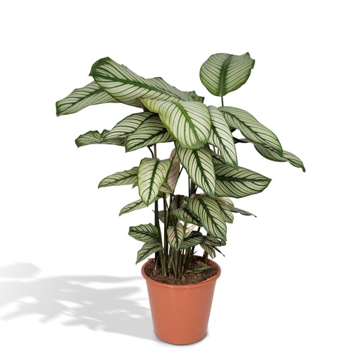 "Calathea Whitestar - Pfauenpflanze - Ø19cm - ↕50cm image"
