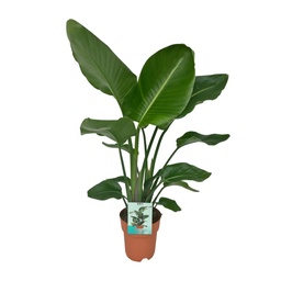 Baum-Strelitzie 'Nicolai' (Strelitzia nicolai) – pflegeleichte Zimmerpflanze, To