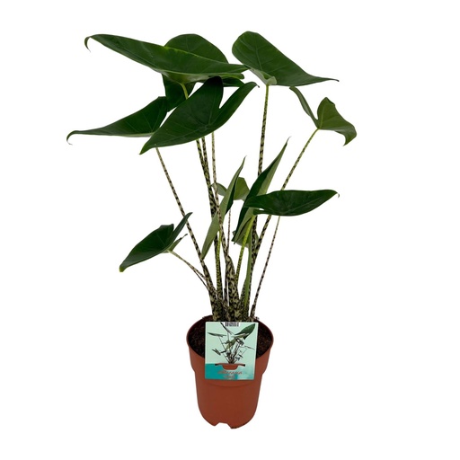 "Zebra-Alocasia 'Zebrina' (Alocasia zebrina) – pflegeleichte Zimmerpflanze, Topf-Ø 19 cm, Höhe ca. 75 cm image"