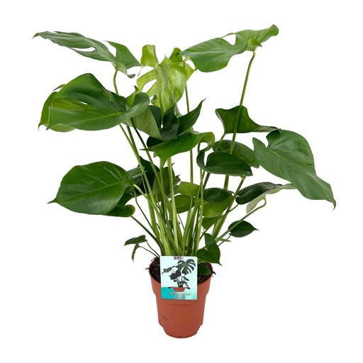 "Monstera Deliciosa - Ø19cm - ↕60cm image"