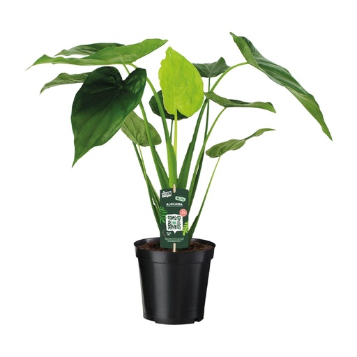"Alocasia Cucullata - Elefantenohr - Ø19cm - ↕55cm image"