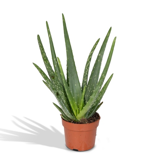 "Aloe vera - Ø12cm - ↕40cm - Ø12 - ↨40cm image"