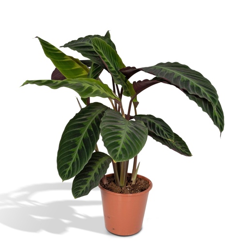 "Calathea Warscewiczii - Pfauenpflanze - Ø19cm - ↕70cm image"
