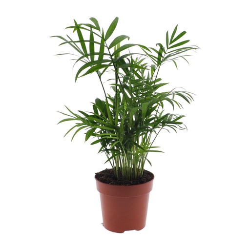 "Chamaedorea Elegans - Mexikanische Bergpalme - Ø17cm - ↕55cm - Ø12cm - ↕40cm image"