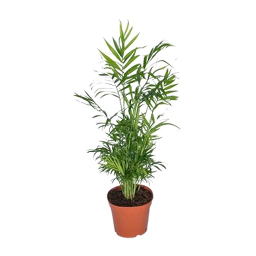 "Bergpalme (Chamaedorea elegans) – pflegeleichte Zimmerpflanze, Topf-Ø 17 cm, Höhe ca. 55 cm image"