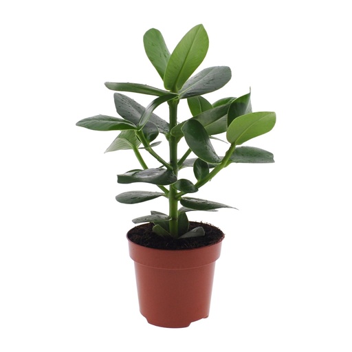 "Clusia Rosea Prinzessin - Ø12cm - ↕15cm image"